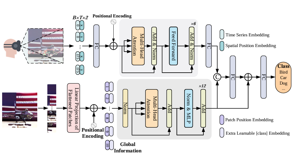 Gaze-Guided Learning: Avoiding Shortcut Bias in Visual Classification